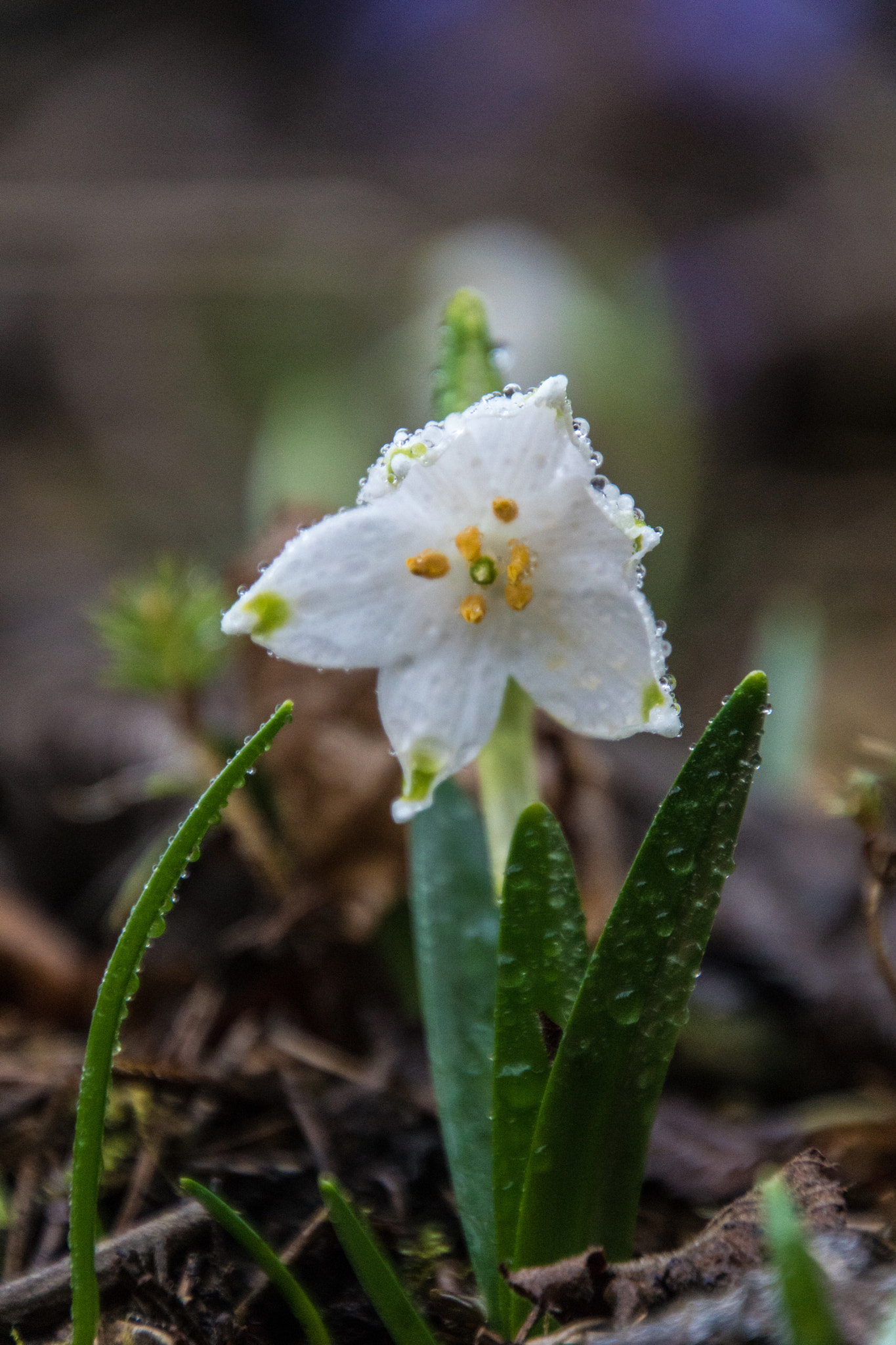 Tamron 16-300mm F3.5-6.3 Di II VC PZD Macro sample photo. Pudelnass photography