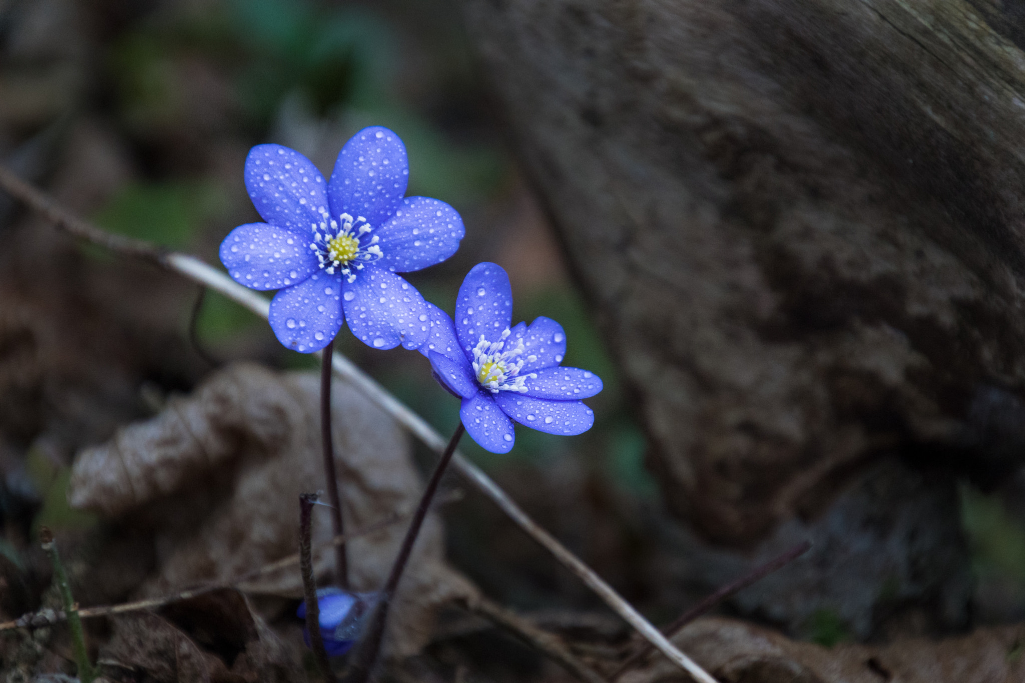 Tamron 16-300mm F3.5-6.3 Di II VC PZD Macro sample photo. Pärchen photography