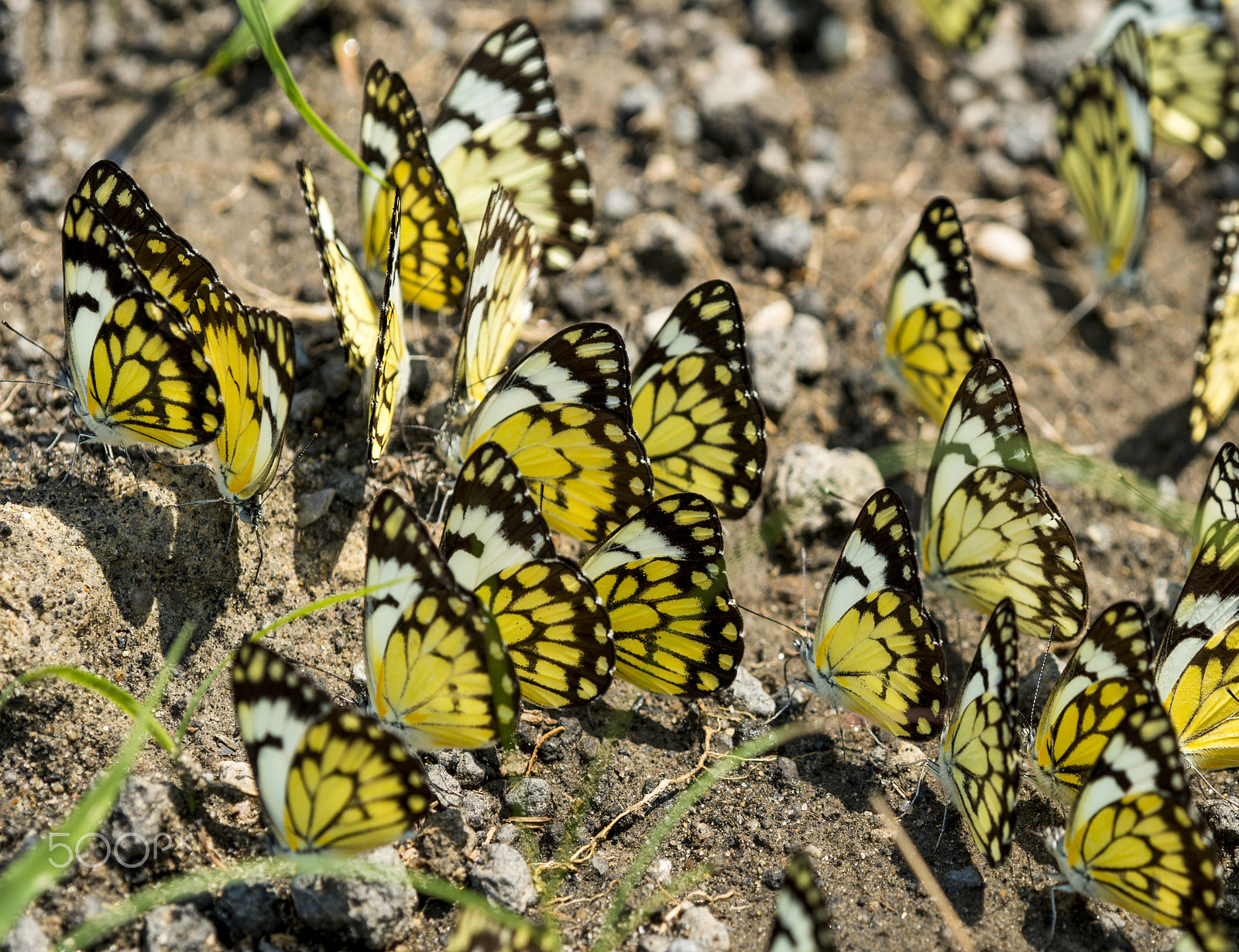 Nikon D800 + Nikon AF Micro-Nikkor 200mm F4D ED-IF sample photo. African common white butterfly dd photography