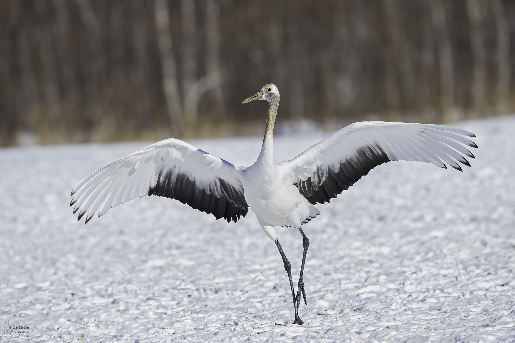 Nikon AF-S Nikkor 600mm F4G ED VR sample photo. Red-crowned crane photography