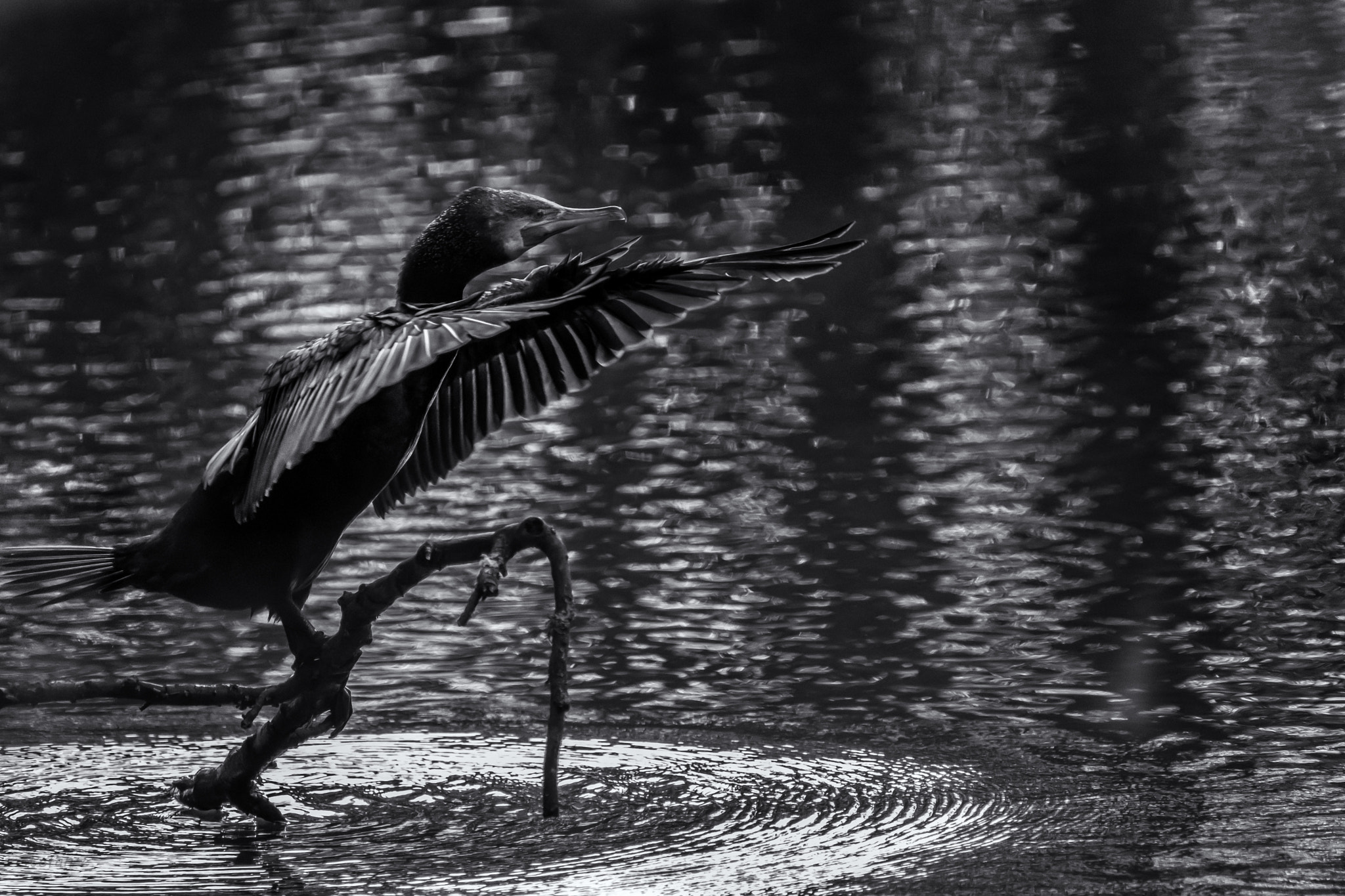 Fujifilm XF 100-400mm F4.5-5.6 R LM OIS WR sample photo. Conducting the water photography