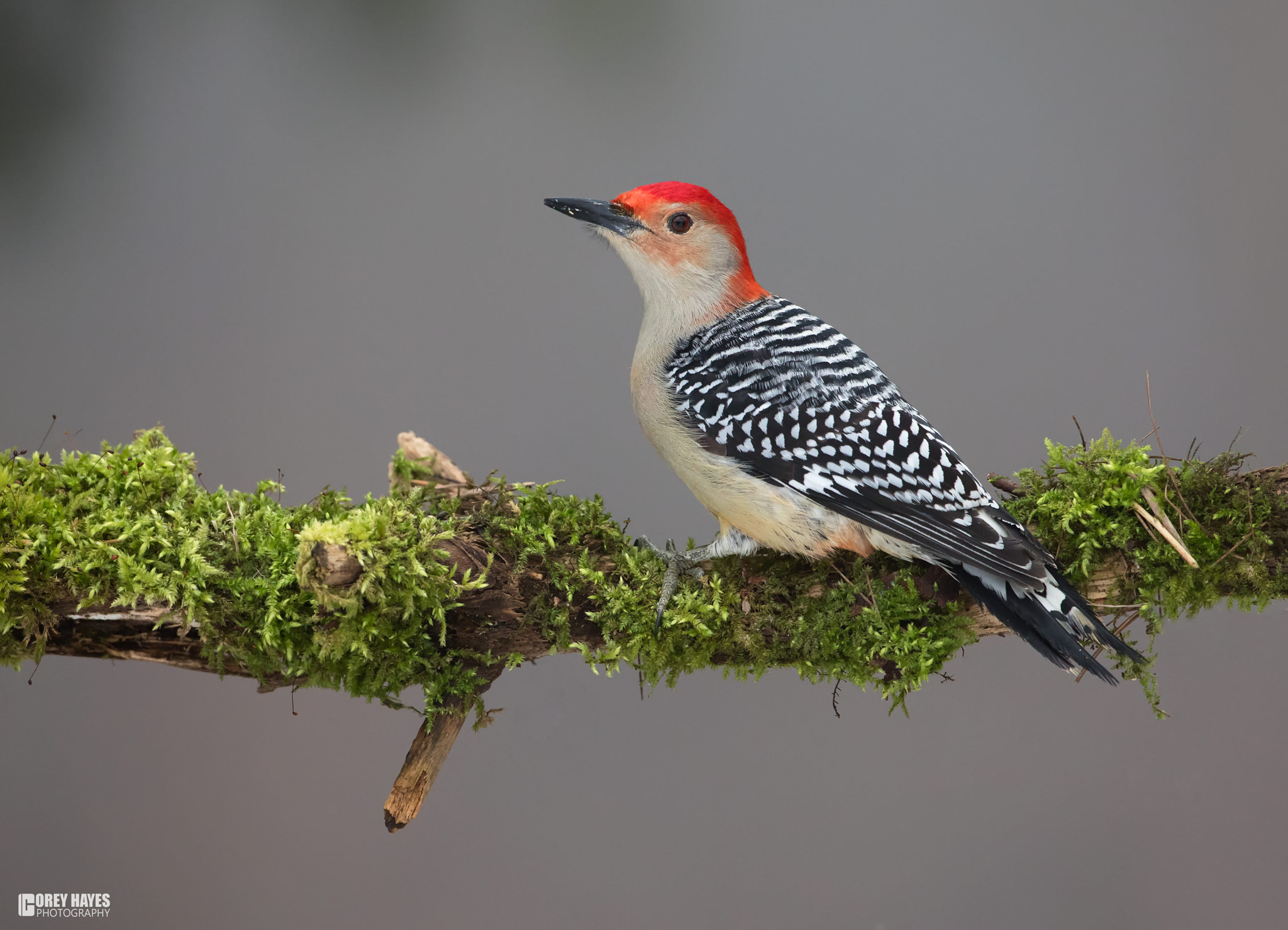Canon EOS 5D Mark IV sample photo. Red bellied woodpecker photography