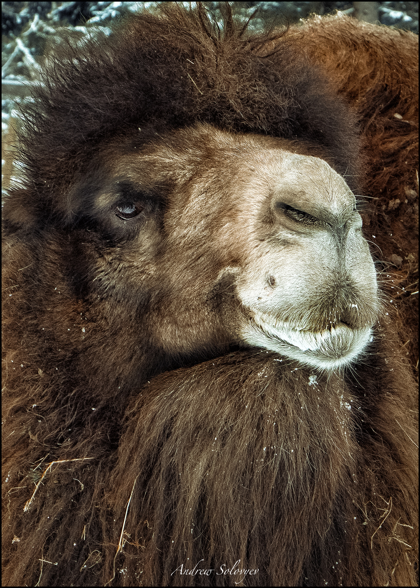Fujifilm X-E1 + Fujifilm XF 18-55mm F2.8-4 R LM OIS sample photo. Camel photography