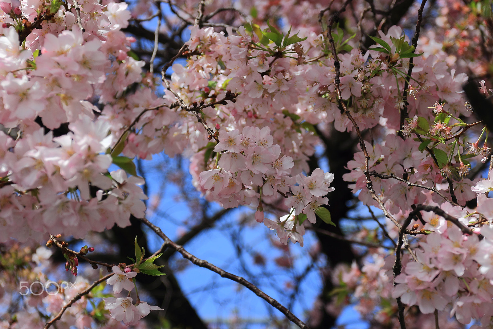 Canon EOS 600D (Rebel EOS T3i / EOS Kiss X5) + Canon EF 17-40mm F4L USM sample photo. Cherry tree in milan! photography
