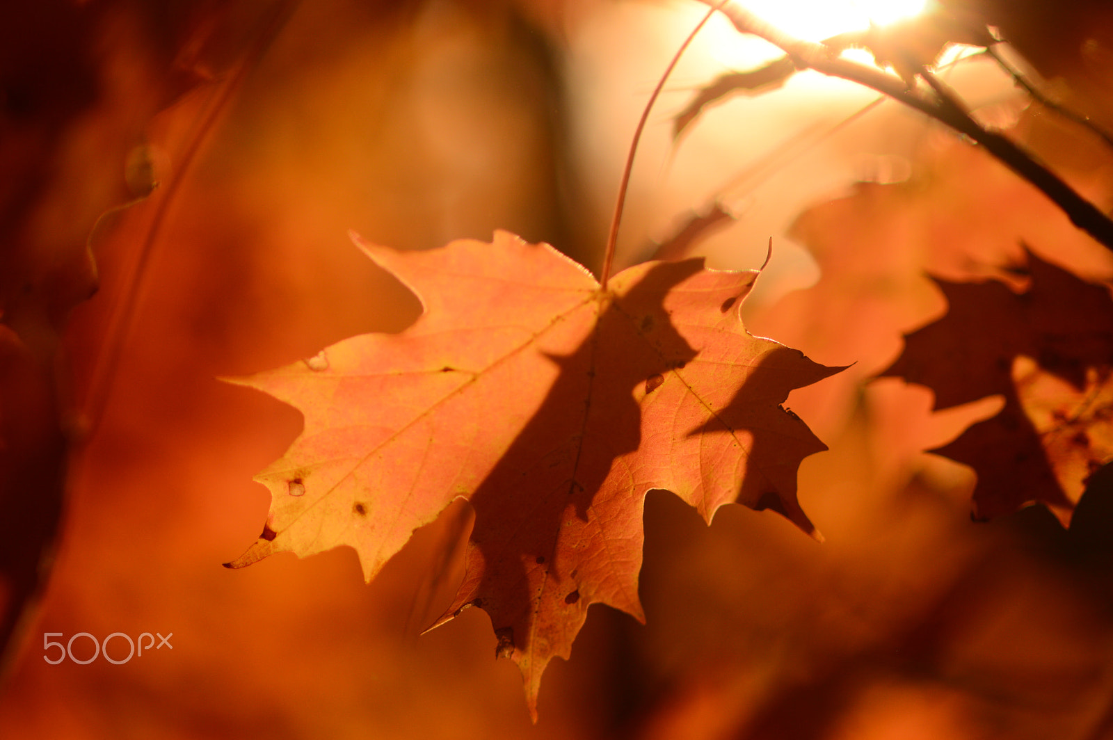 AF Micro-Nikkor 105mm f/2.8 sample photo. Comfort shadow photography