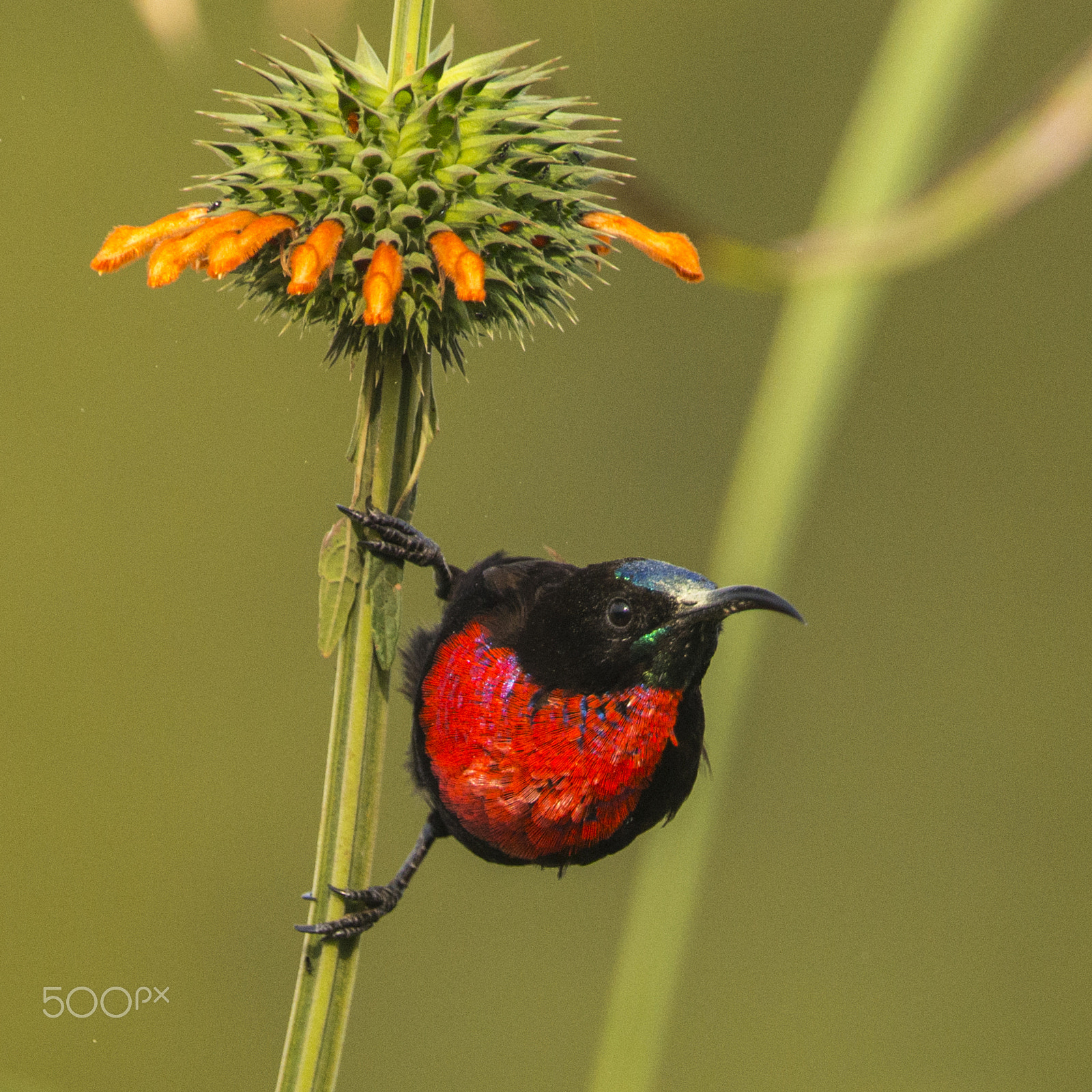 Nikon D800 + Nikon AF-S Nikkor 500mm F4G ED VR sample photo. Red chested sunbird photography