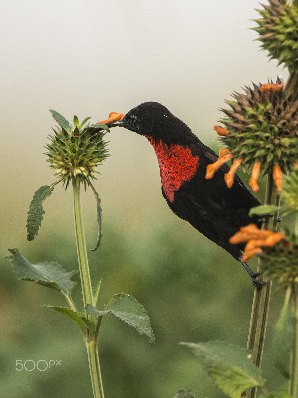 Nikon D800 + Nikon AF-S Nikkor 500mm F4G ED VR sample photo. Red chested sunbird photography