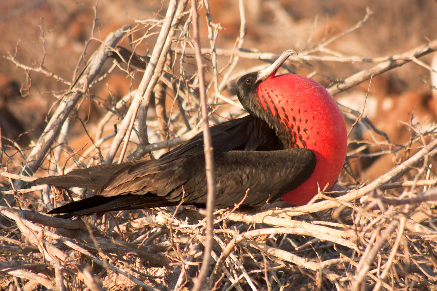 Canon EOS 40D + EF75-300mm f/4-5.6 sample photo. Male frigate bird, galápagos islands photography