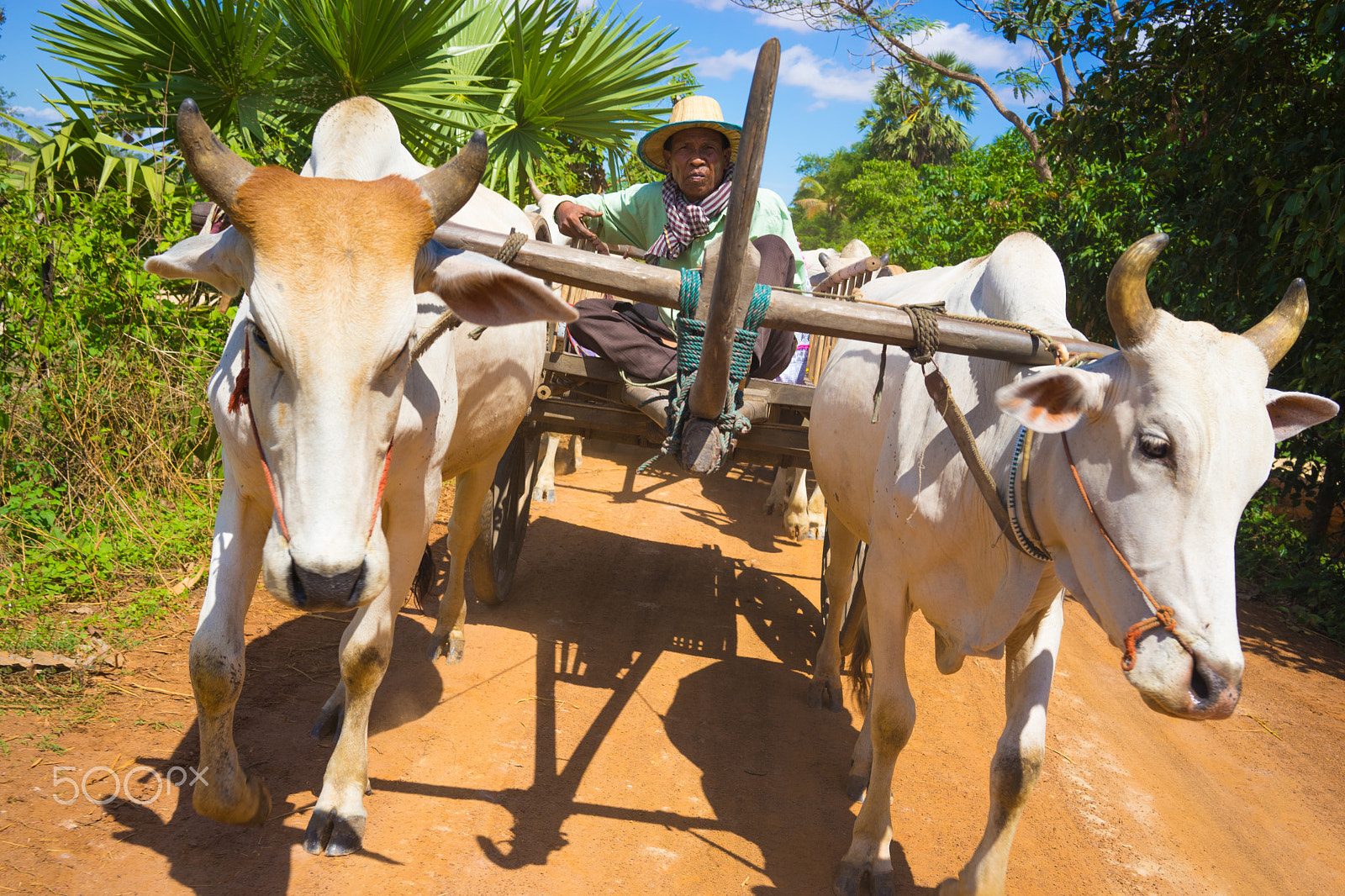 Sony a7 II + Sony Sonnar T* FE 35mm F2.8 ZA sample photo. Ox carting through the village photography