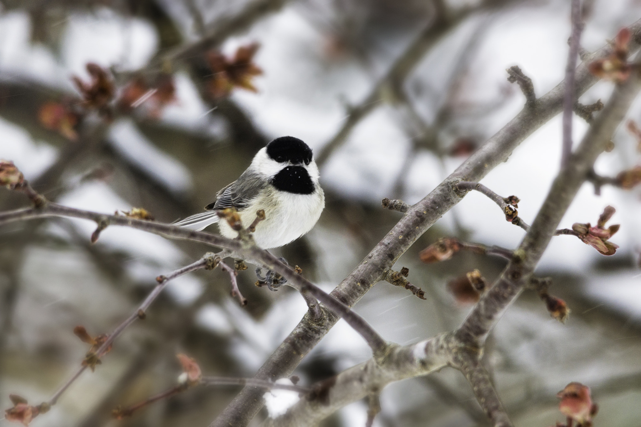 Sigma 150-500mm F5-6.3 DG OS HSM sample photo. Snow beard photography