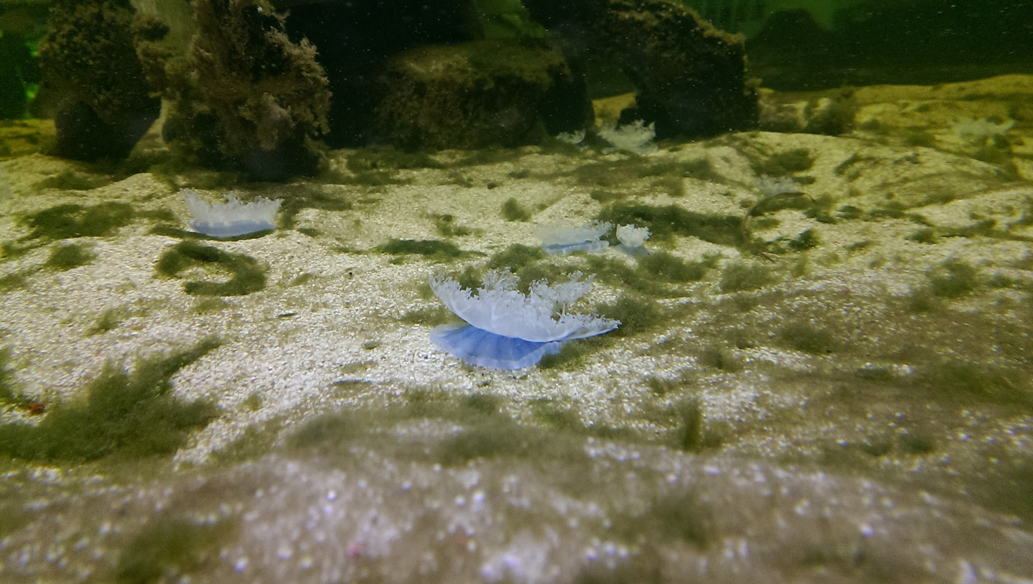 HTC ONE GOOGLE PLAY EDITION sample photo. Jellyfish photography