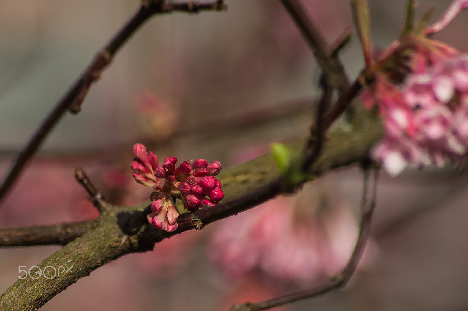 Sony 75-300mm F4.5-5.6 sample photo. Blüten photography