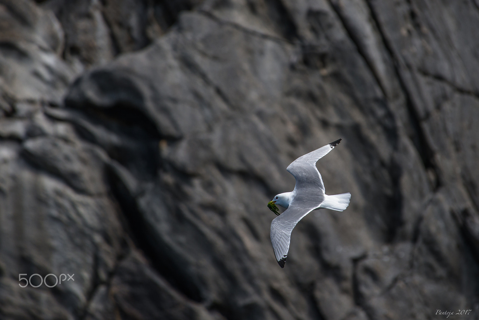 Nikon AF-S Nikkor 200-500mm F5.6E ED VR sample photo. Gull photography