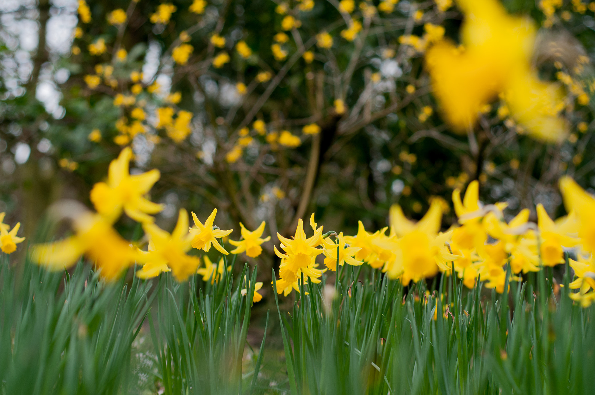 Nikon D300S + Nikon AF Nikkor 50mm F1.8D sample photo. Spring is here  photography