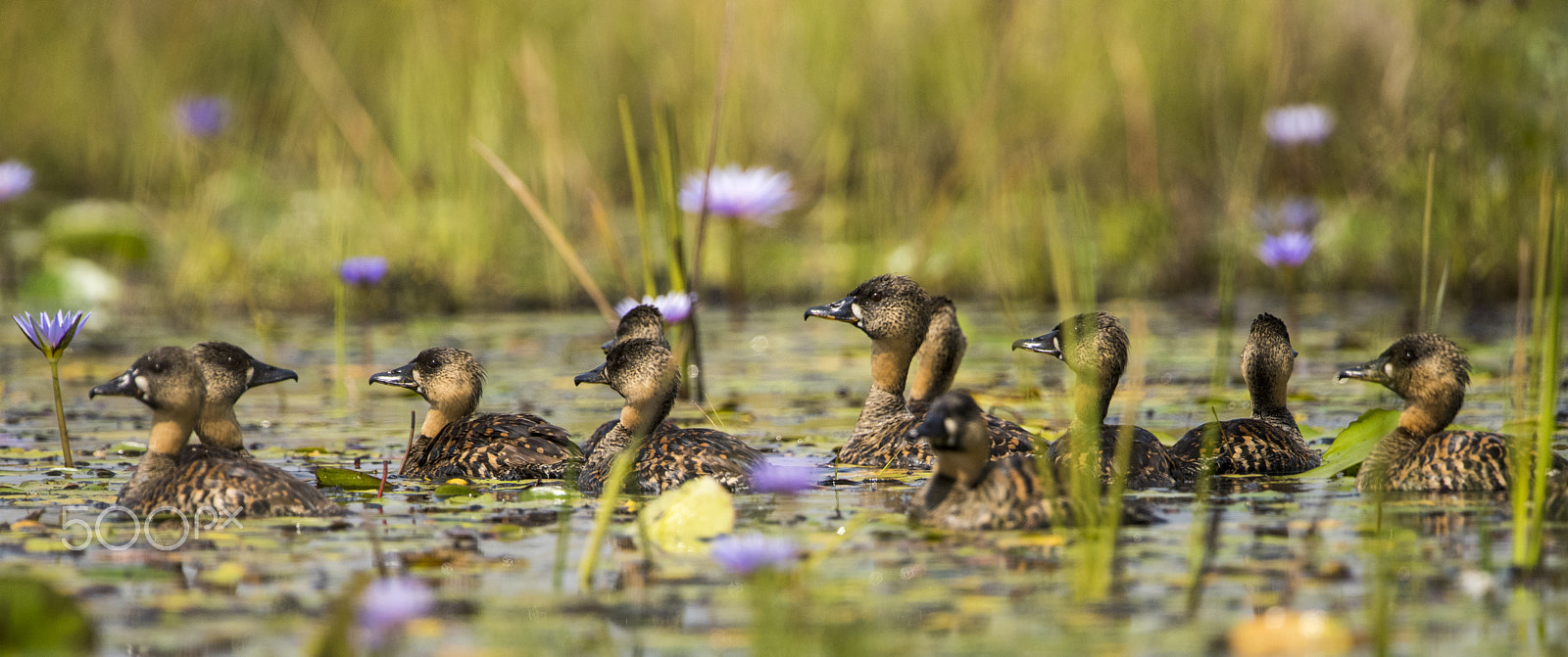 Nikon D810 + Nikon AF-S Nikkor 500mm F4G ED VR sample photo. Mabamba swamp photography