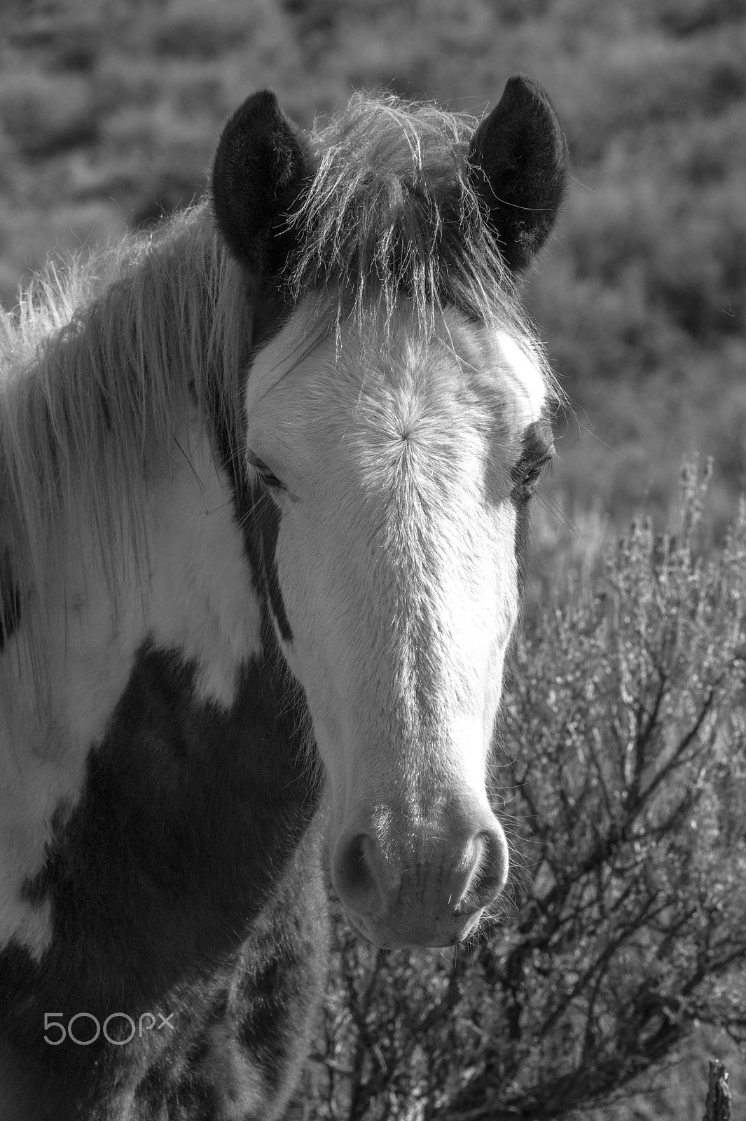 Nikon D3S sample photo. M u s t a n g photography