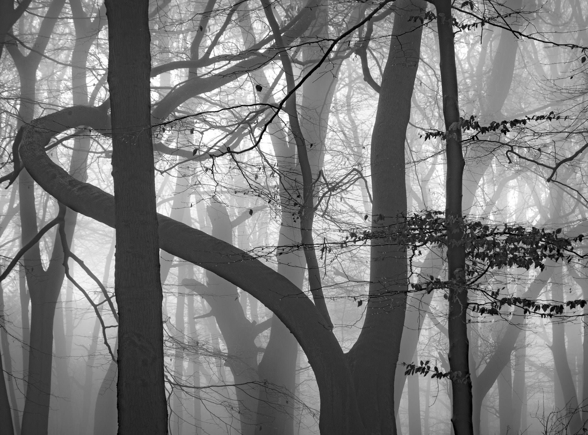 Nikon D800 sample photo. Trees photography