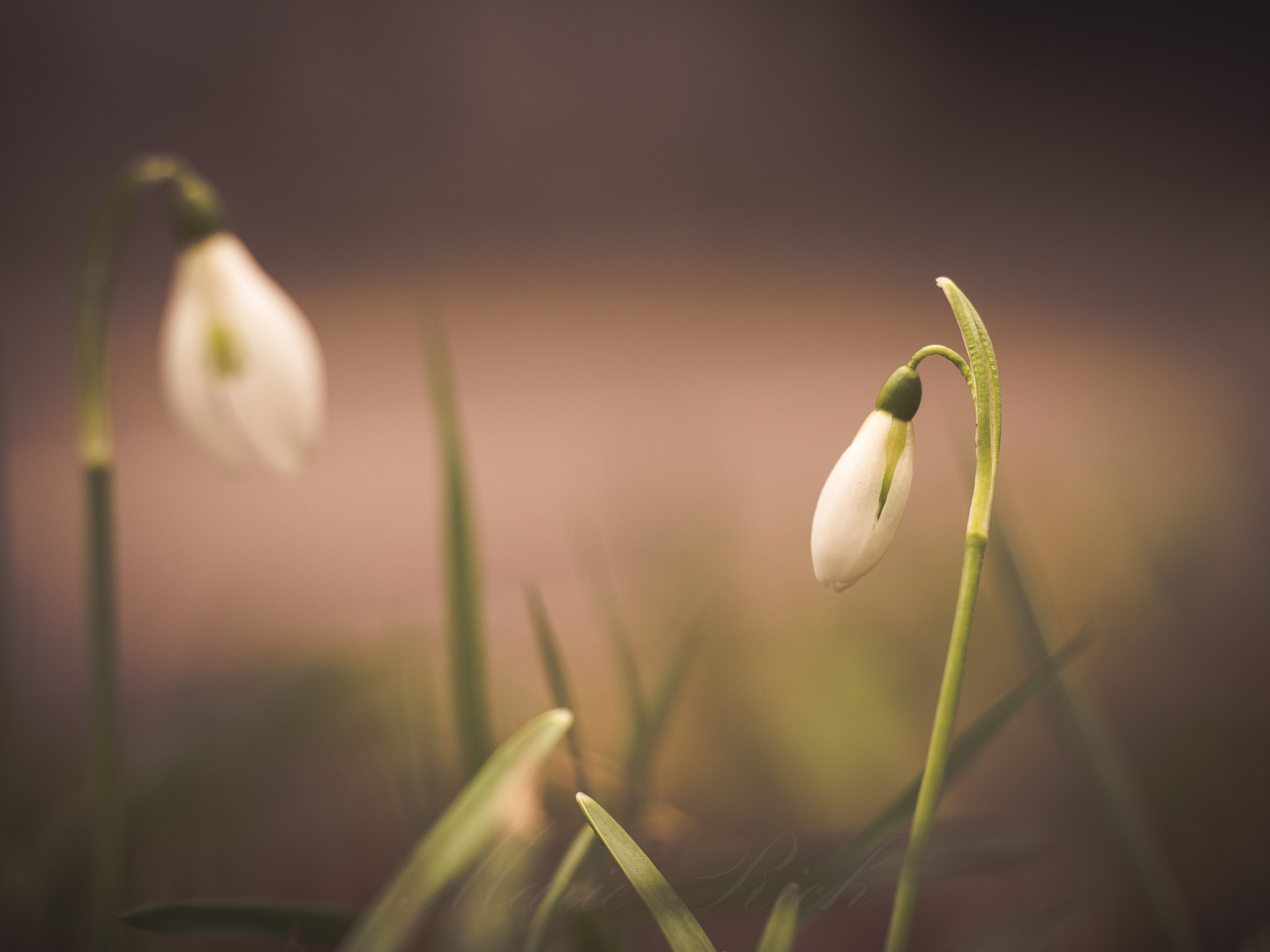 Olympus M.Zuiko Digital ED 60mm F2.8 Macro sample photo. ** spring ** photography
