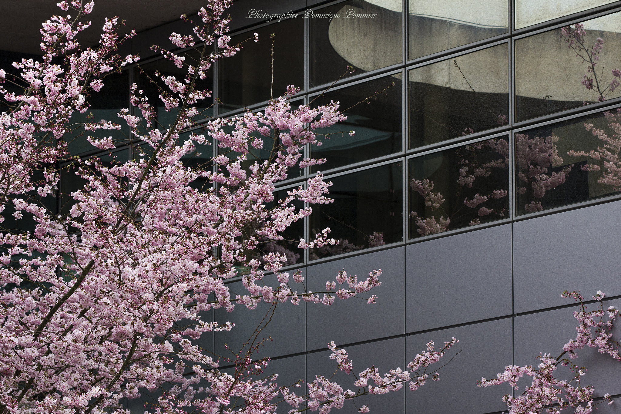 Canon EF 70-200mm F2.8L IS II USM sample photo. Nature urbaine photography
