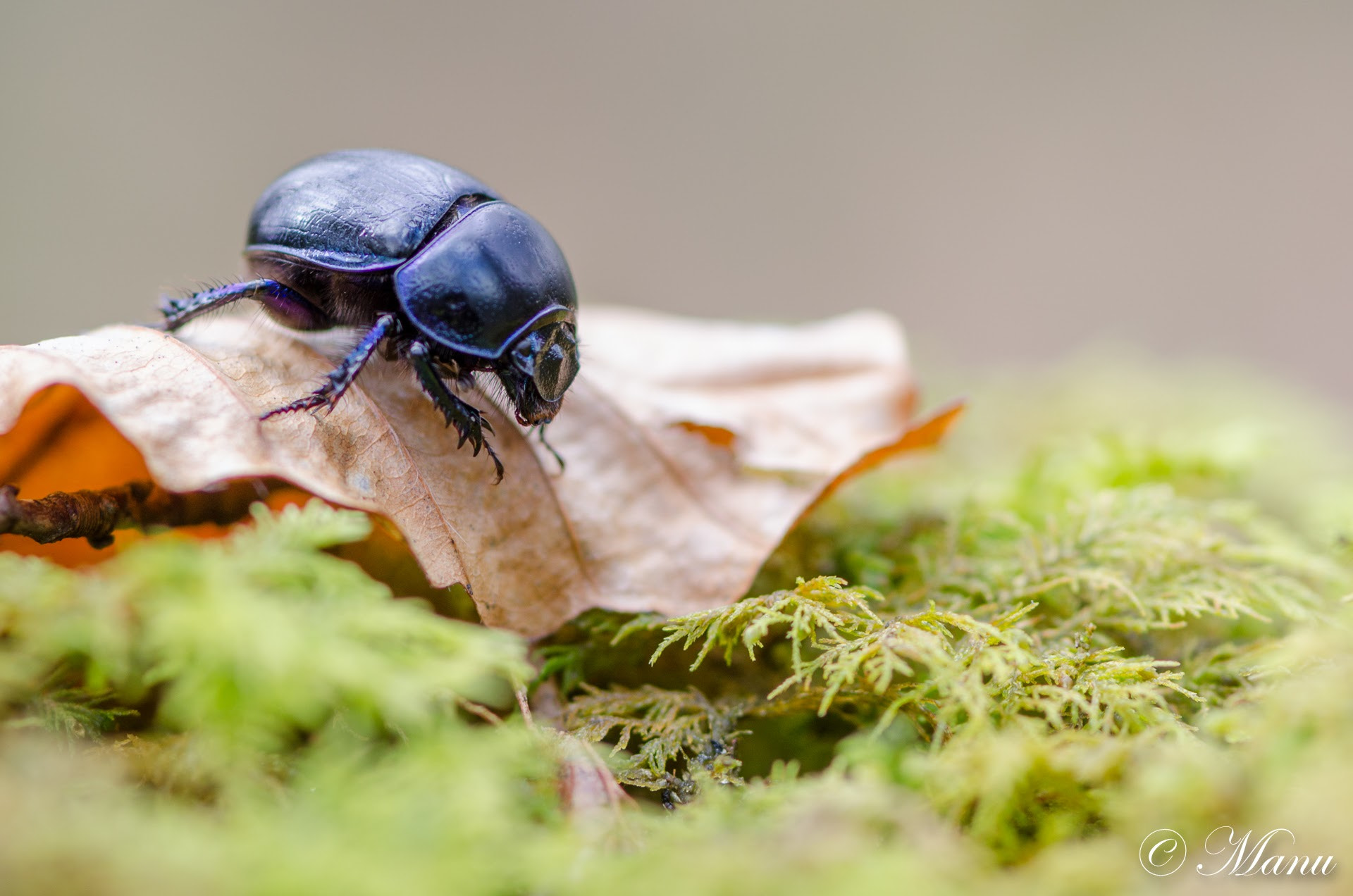 Nikon AF-S Micro-Nikkor 105mm F2.8G IF-ED VR sample photo. The beatle photography