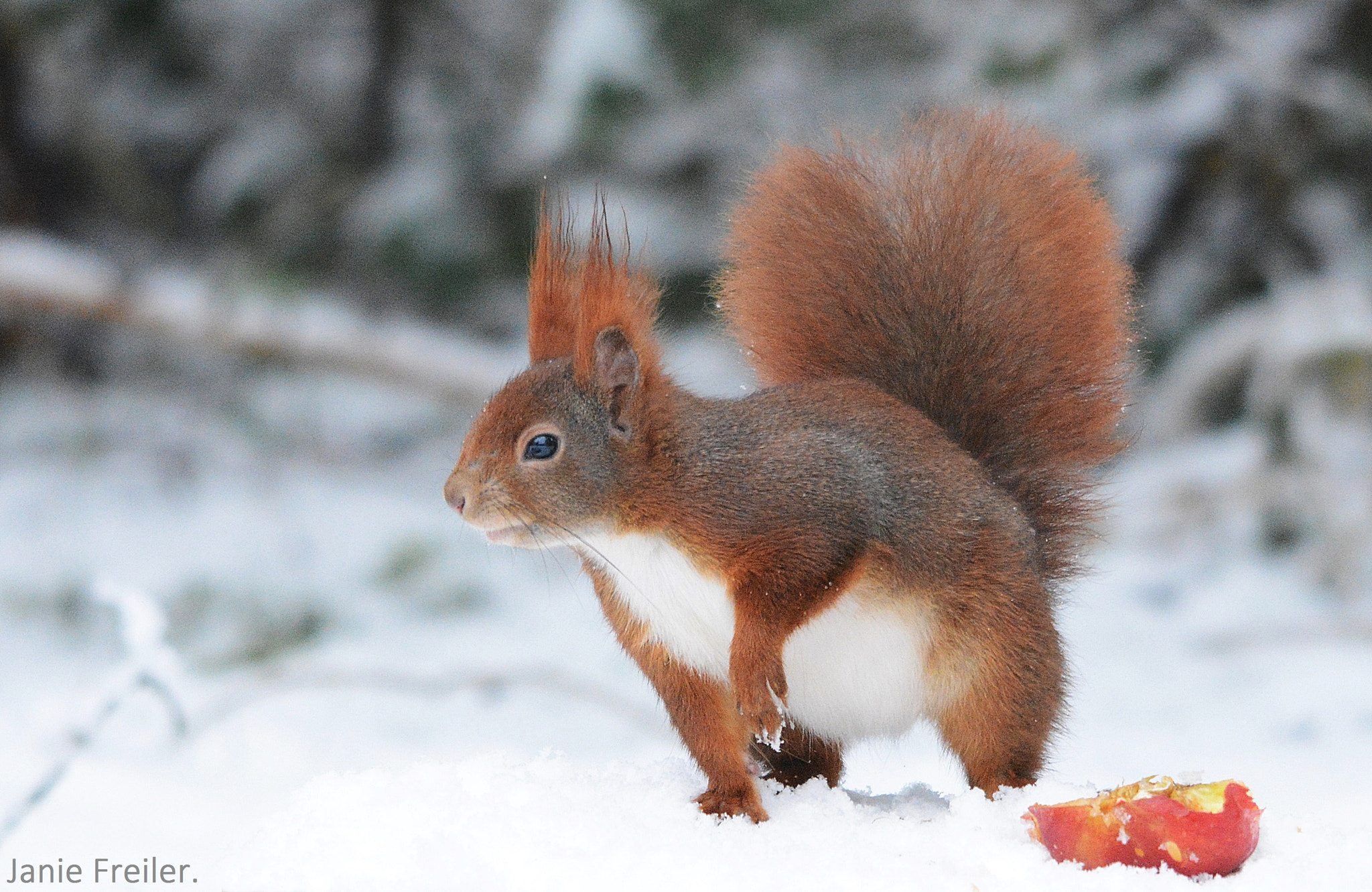 Sigma 150-500mm F5-6.3 DG OS HSM sample photo. Who's there ? photography