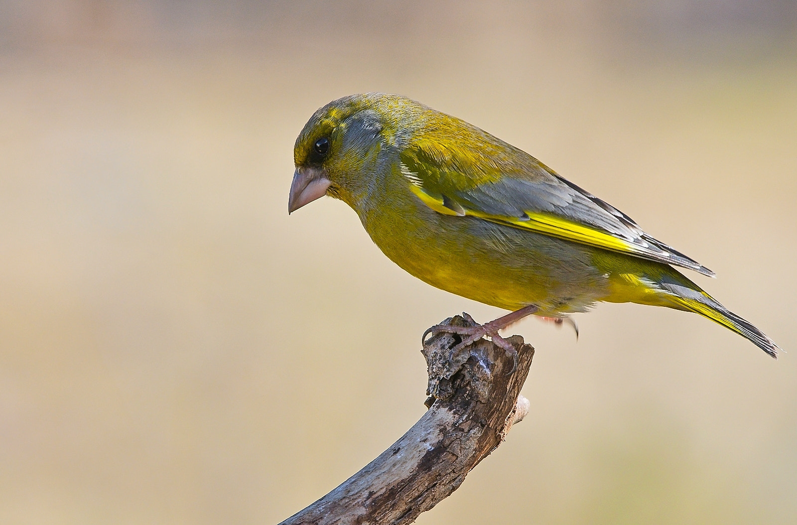 Sigma 120-400mm F4.5-5.6 DG OS HSM sample photo. Greenfinch photography