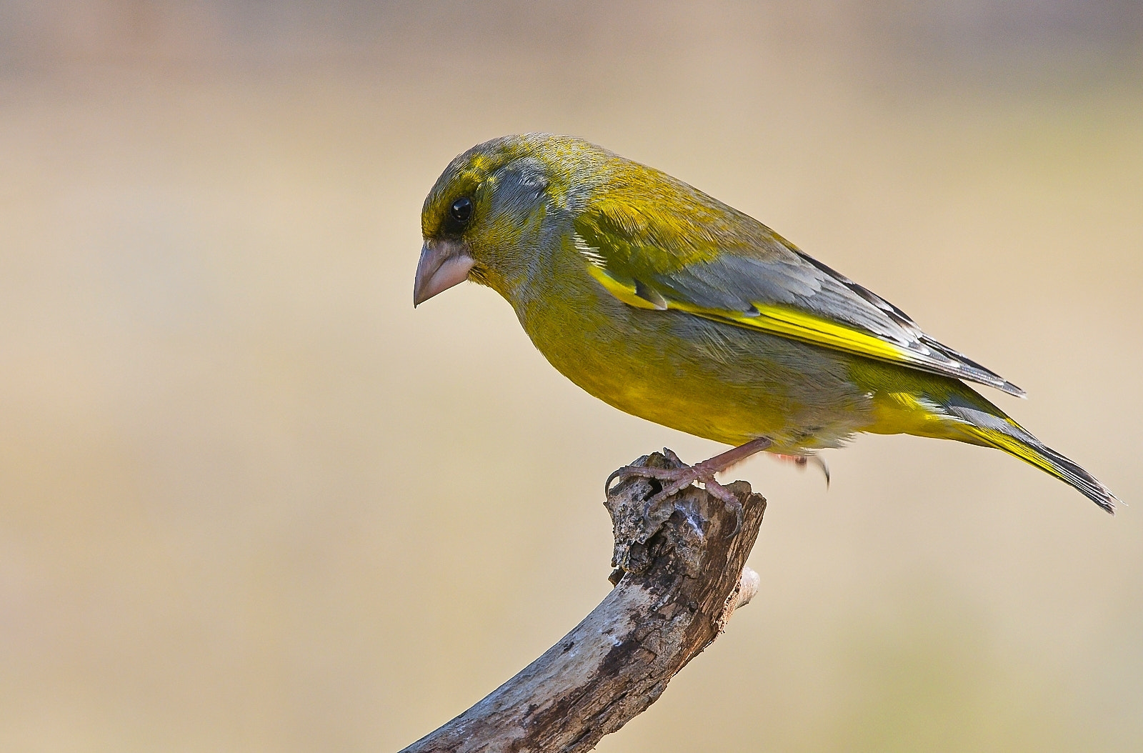 Nikon D7200 + Sigma 120-400mm F4.5-5.6 DG OS HSM sample photo. Greenfinch photography