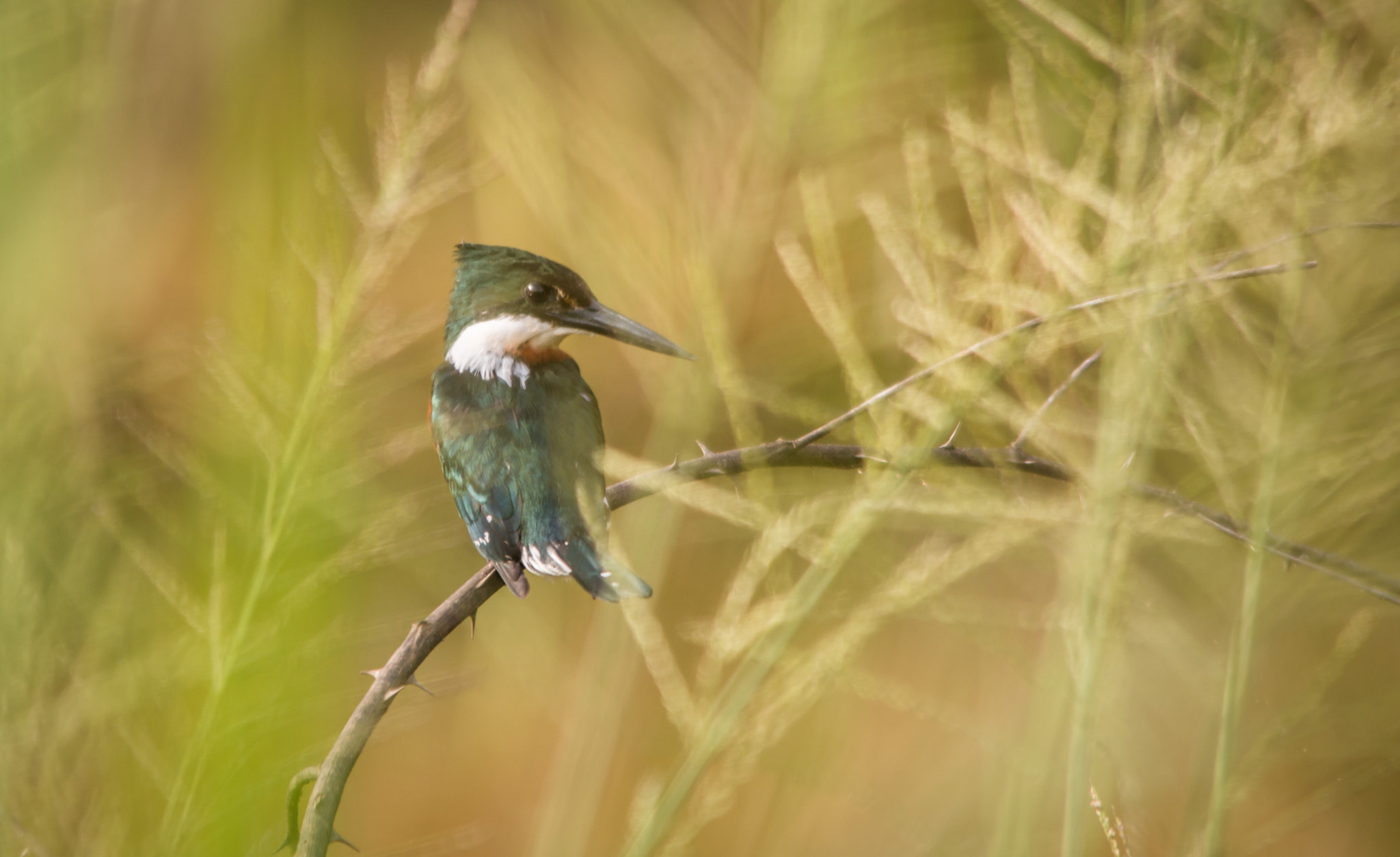 Sigma 150-500mm F5-6.3 DG OS HSM sample photo. Martim_pescador-verde | amazon kingfisher (chloroceryle amazona) photography
