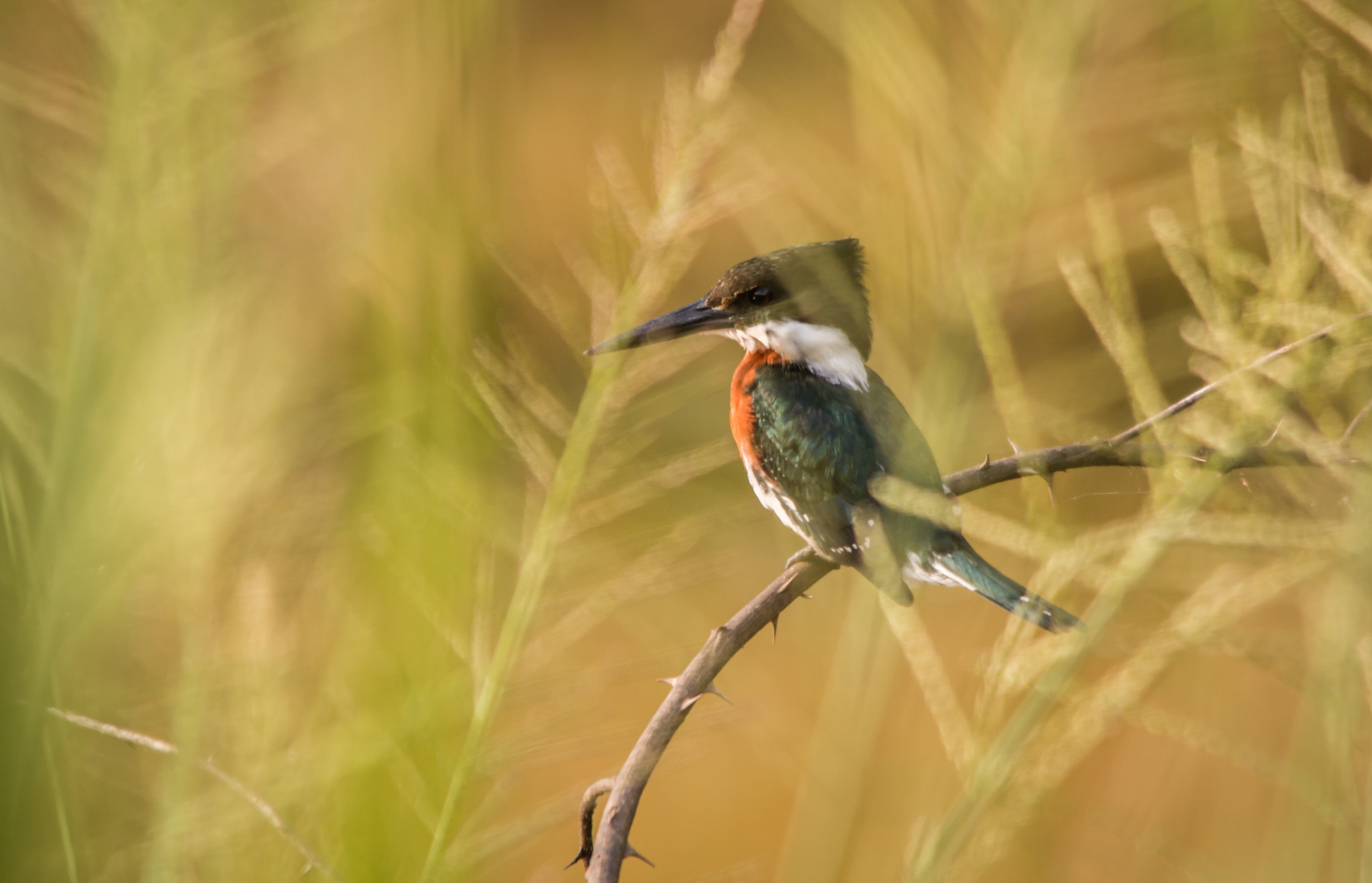 Sigma 150-500mm F5-6.3 DG OS HSM sample photo. Martim_pescador-verde | amazon kingfisher (chloroceryle amazona) photography