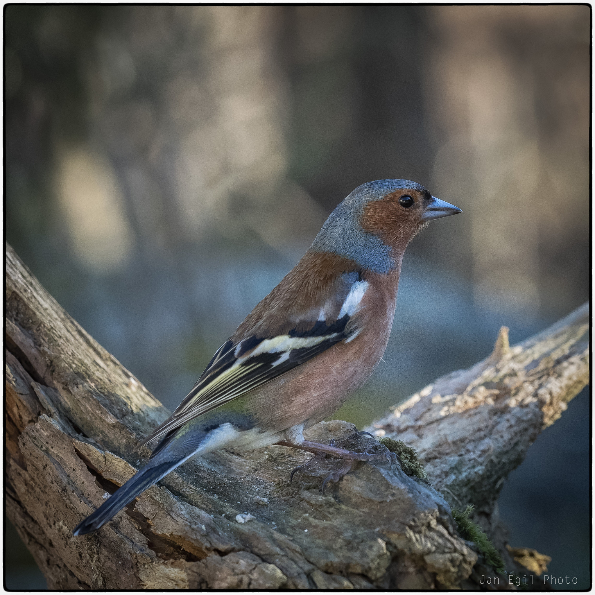 Olympus OM-D E-M1 sample photo. Chaffinch photography