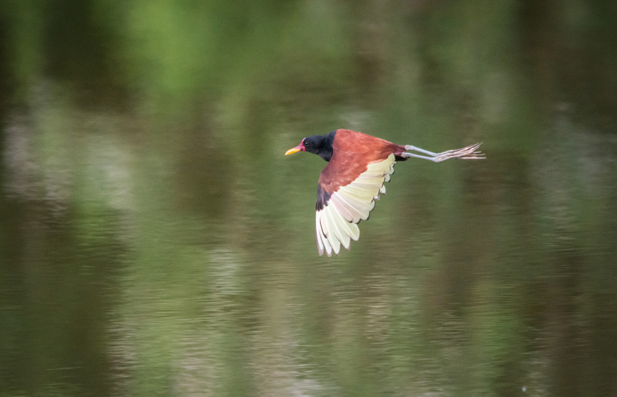 Sigma 150-500mm F5-6.3 DG OS HSM sample photo. Jaçanã | wattled jacana (jacana jacana) photography