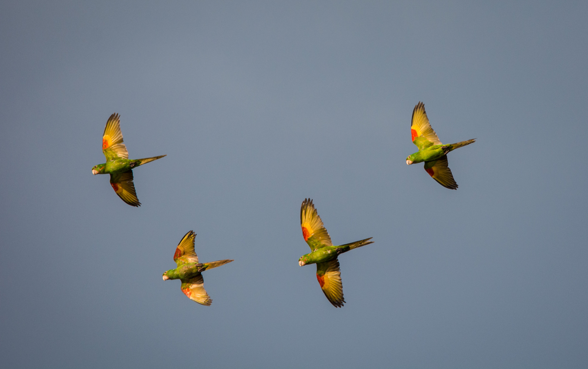 Sigma 150-500mm F5-6.3 DG OS HSM sample photo. Periquitão-maracanã | white eyed parakeet (psittacara leucophthalmus) photography