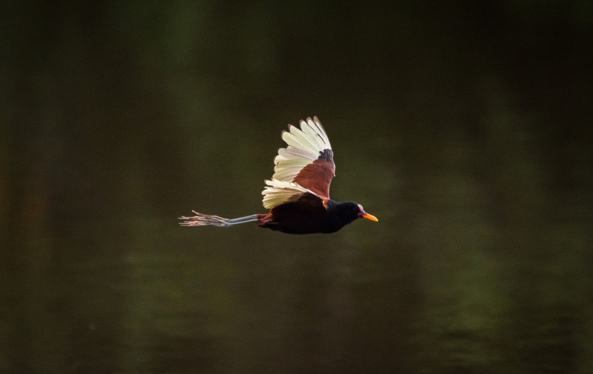 Sigma 150-500mm F5-6.3 DG OS HSM sample photo. Jaçanã | wattled jacana (jacana jacana) photography