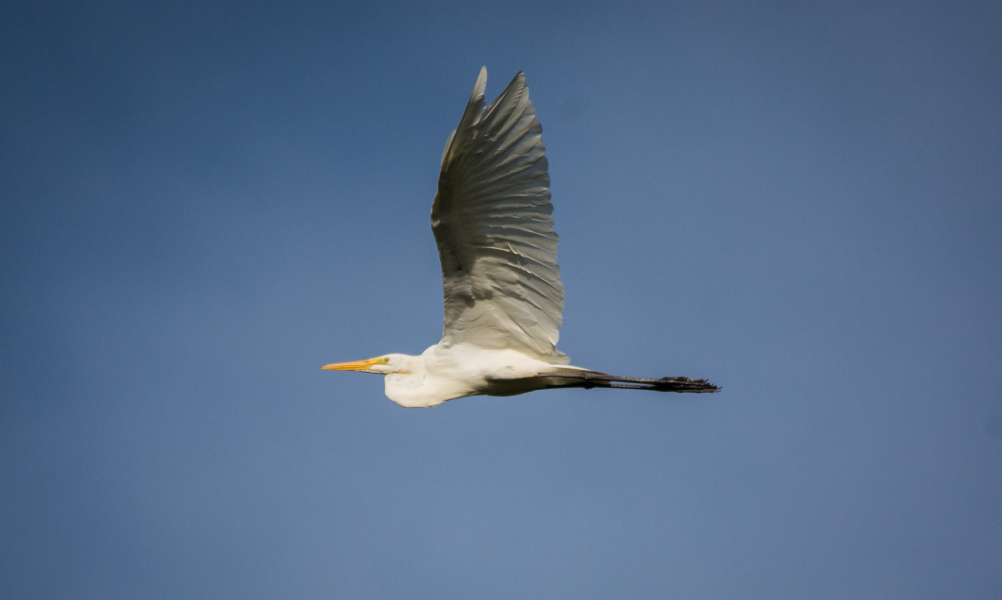 Sigma 150-500mm F5-6.3 DG OS HSM sample photo. Garça-branca-grande | great egret (ardea alba) photography