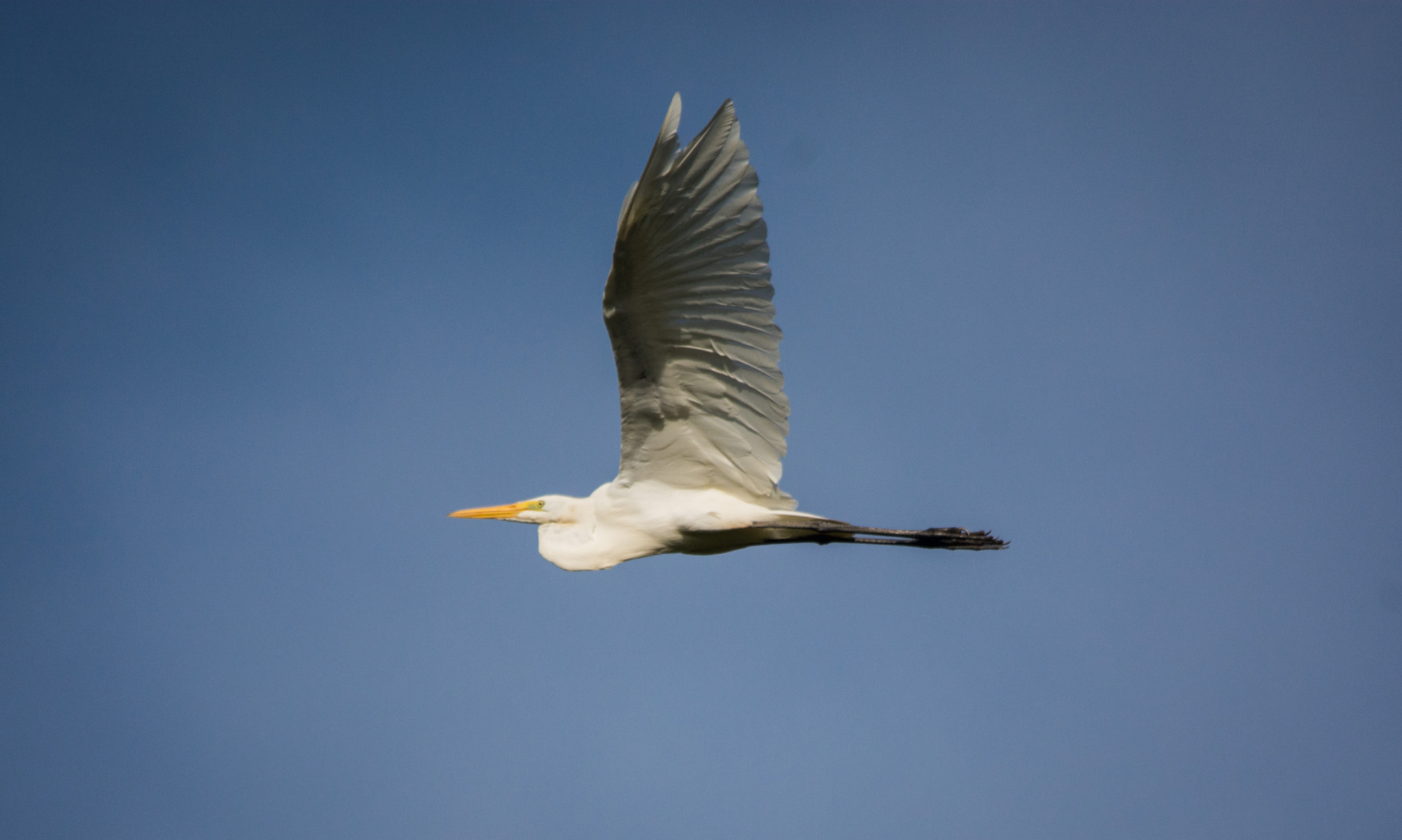 Nikon D7100 sample photo. Garça-branca-grande | great egret (ardea alba) photography