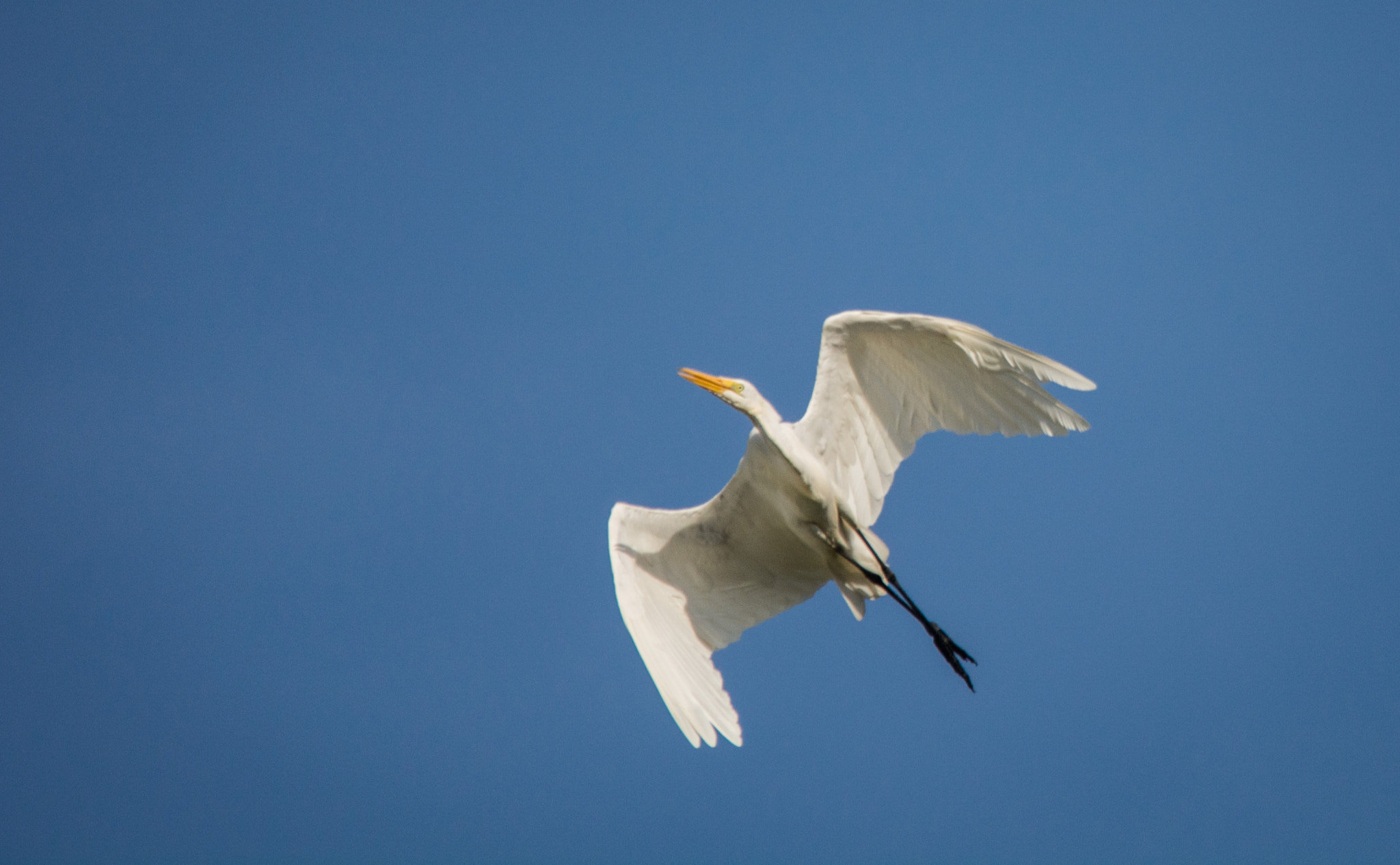 Sigma 150-500mm F5-6.3 DG OS HSM sample photo. Garça-branca-grande | great egret (ardea alba) photography