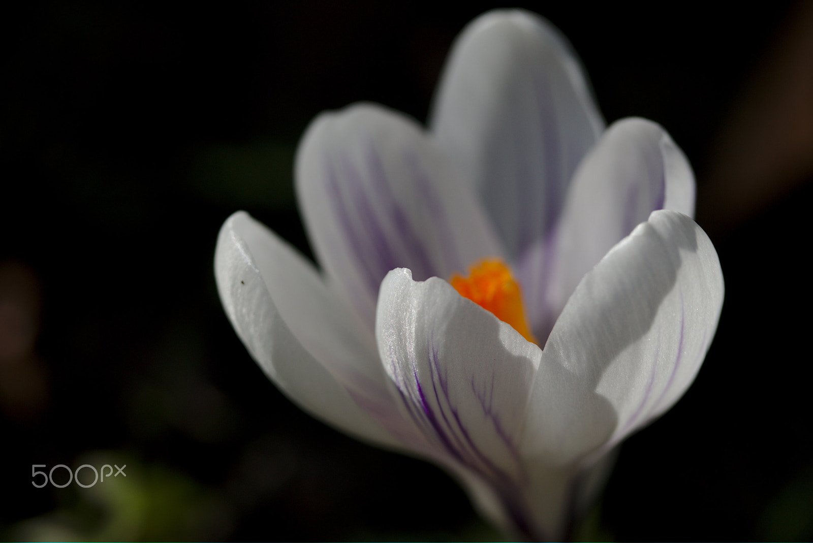 Canon EF-S 60mm F2.8 Macro USM sample photo. White crocus photography