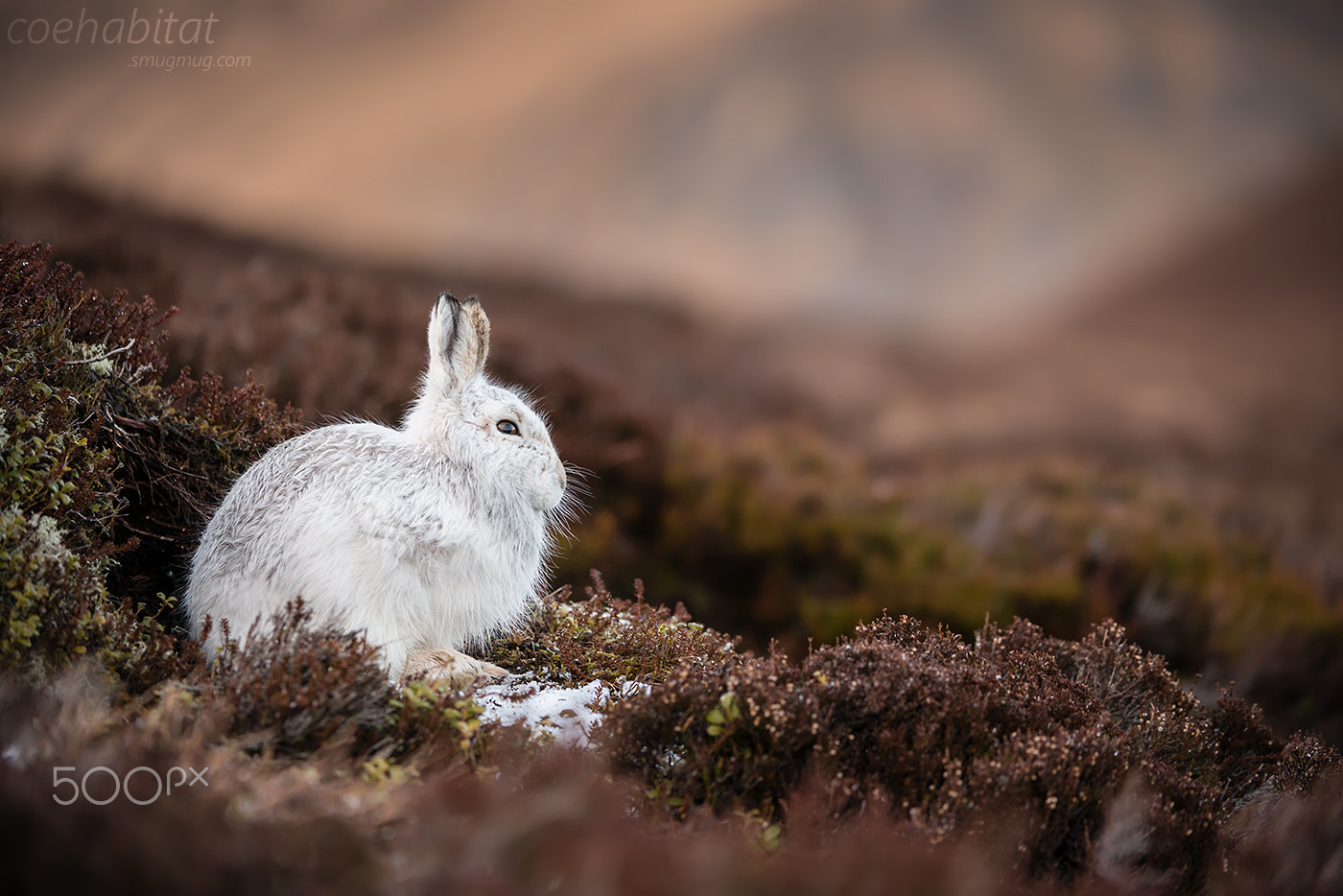 Nikon D800 + Nikon AF-S Nikkor 200-400mm F4G ED-IF VR sample photo. Mountain hare in landscape photography