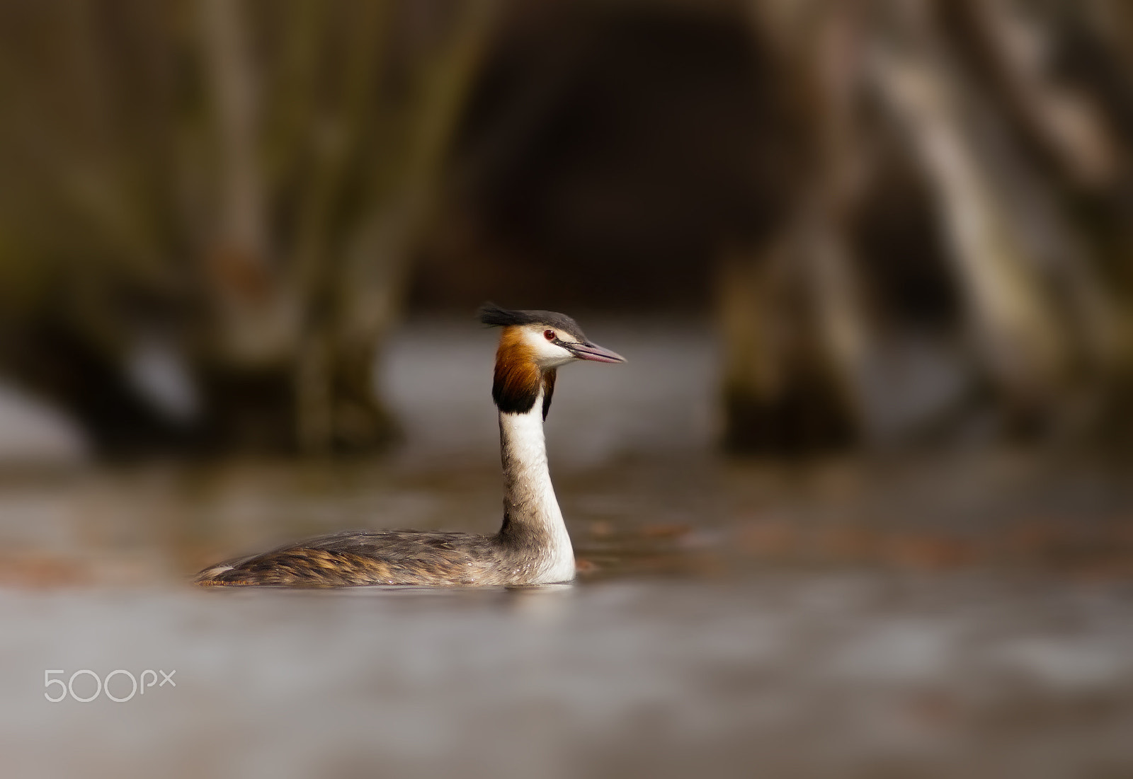 Canon EOS 80D + Canon EF 400mm F5.6L USM sample photo. Potápka roháč photography