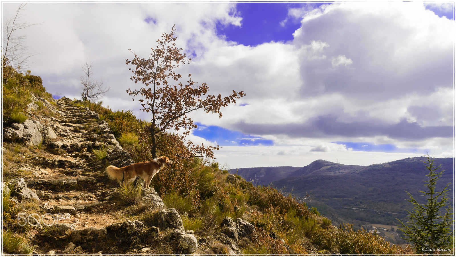 Nikon D5500 sample photo. My dog bilou at  coursegoules circuit de viérou photography