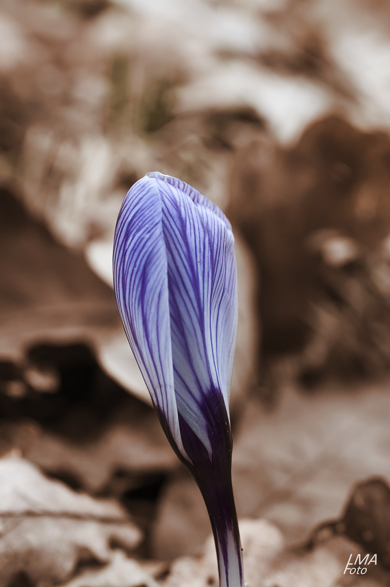 Nikon AF-S DX Micro Nikkor 40mm F2.8 sample photo. Sign of spring photography