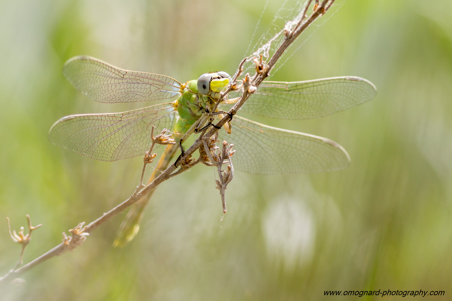 Canon EOS 7D + Canon EF 300mm F4L IS USM sample photo. Green & wings photography