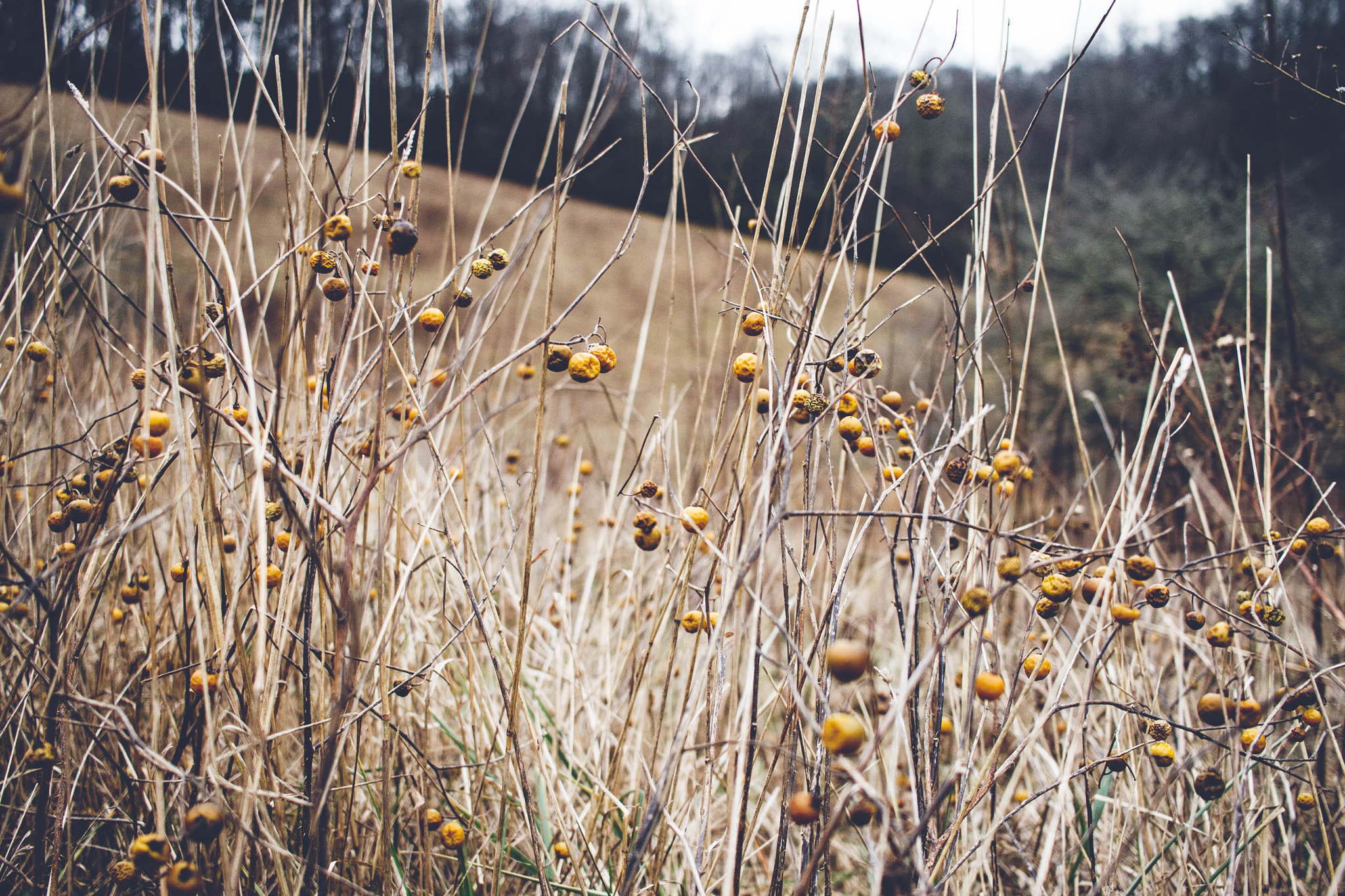 Canon EF-S 24mm F2.8 STM sample photo. Toxic horse nettle photography