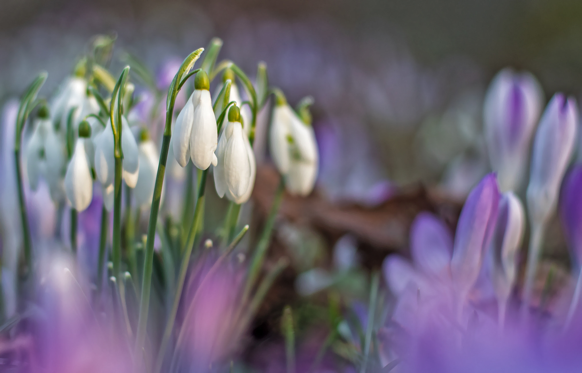 Canon EOS 80D + Canon EF 50mm F1.4 USM sample photo. A tribute to the spring photography