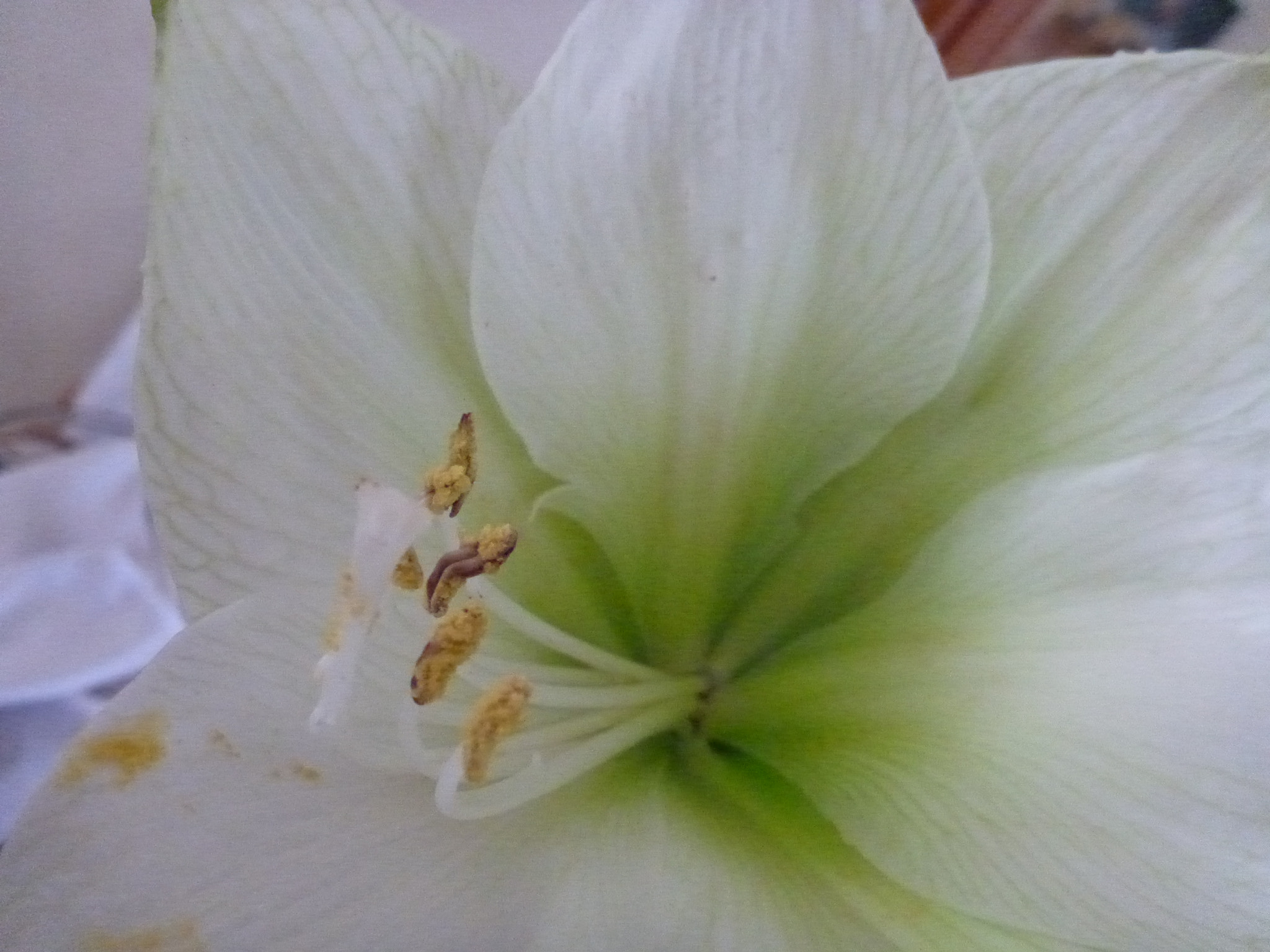 Panasonic DMC-FT4 sample photo. Flower photography