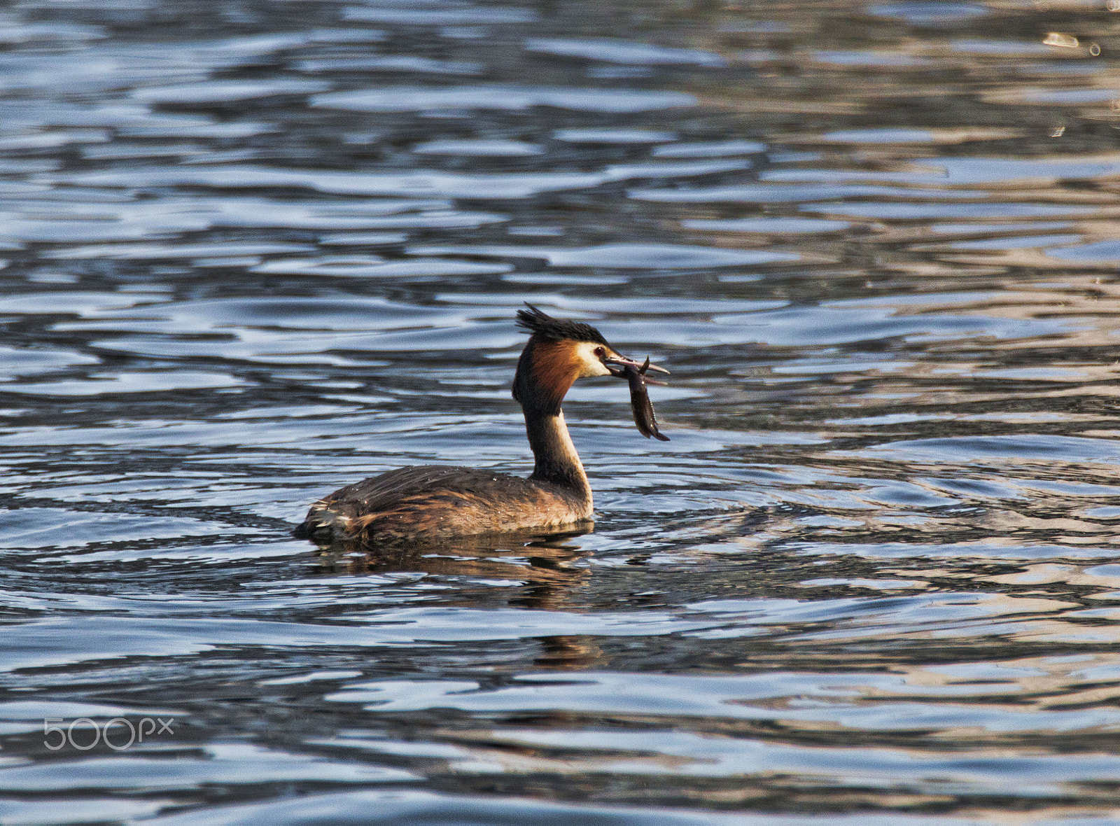 Canon EF 70-200mm F2.8L IS II USM sample photo. Haubentaucher mit abendessen photography