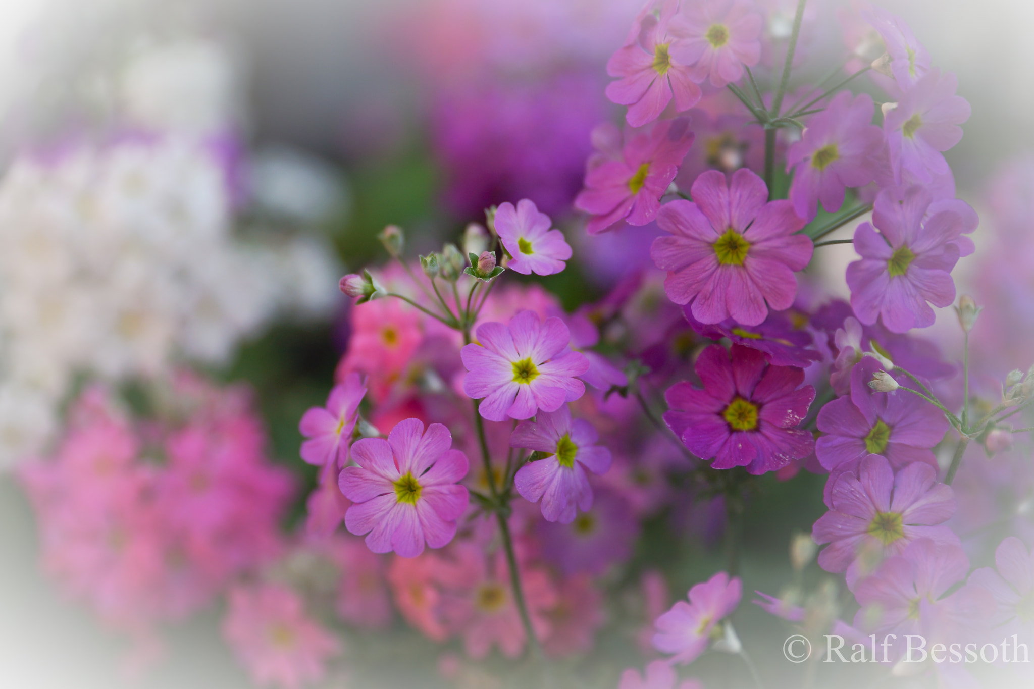 Sony a99 II sample photo. Flower photography