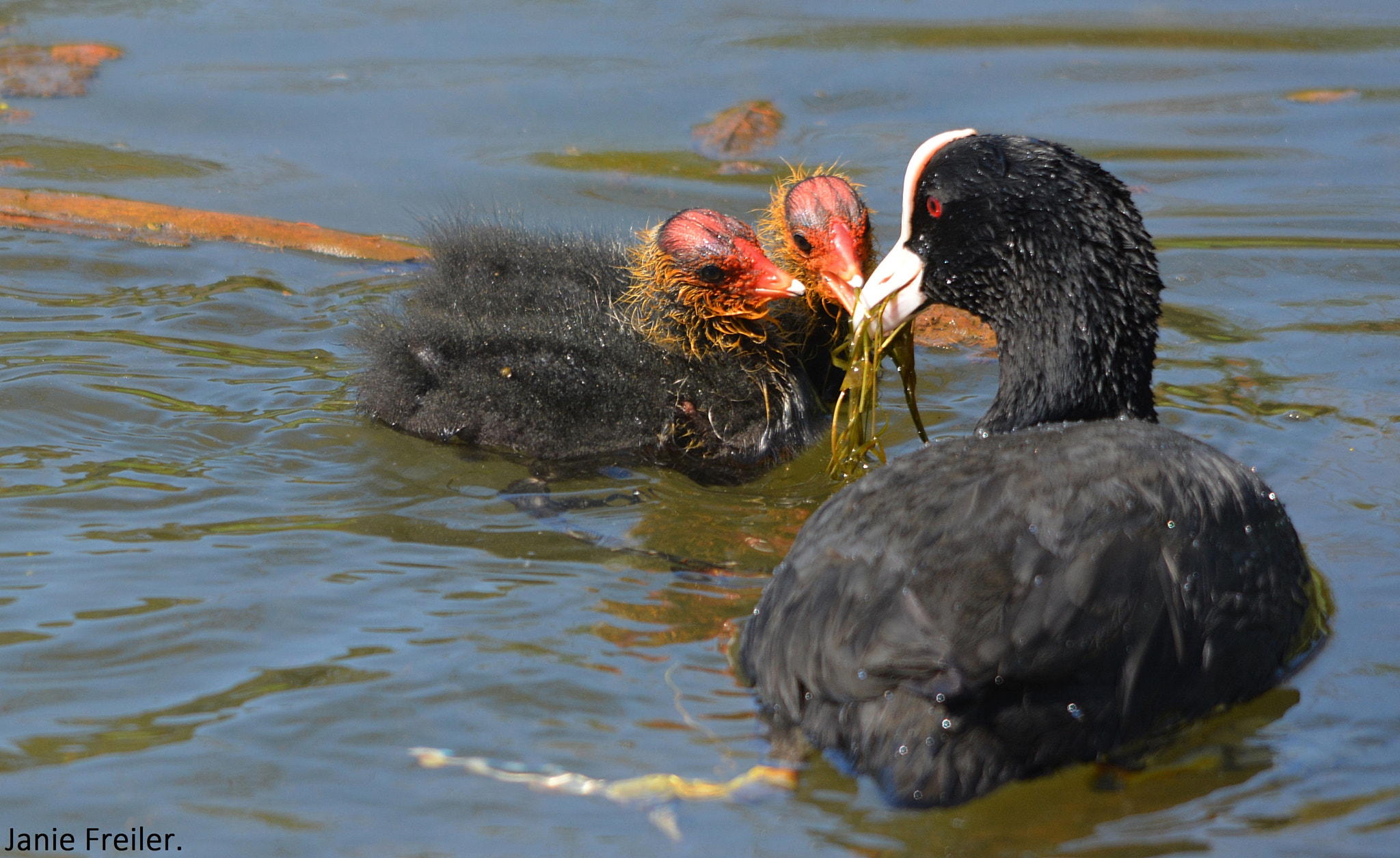 Nikon D5200 + Sigma 150-500mm F5-6.3 DG OS HSM sample photo. Dinnertime photography