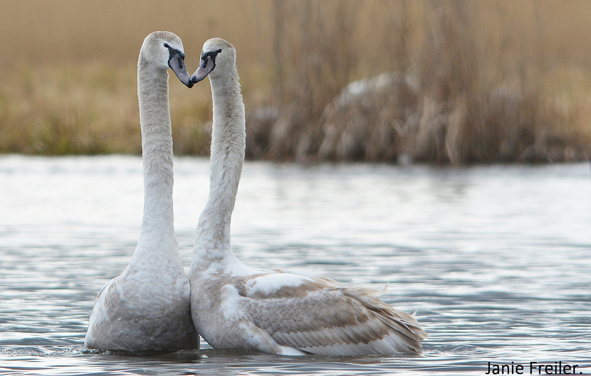Sigma 150-500mm F5-6.3 DG OS HSM sample photo. A little kiss photography