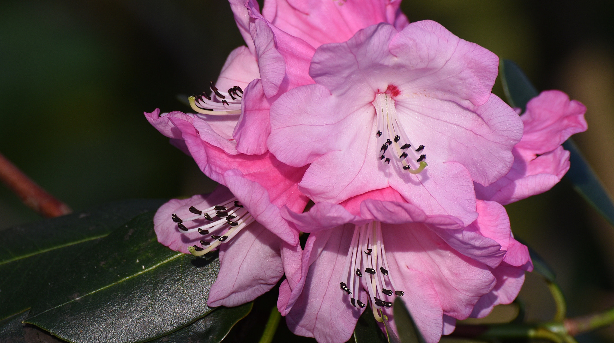 Nikon D750 + Tamron SP 70-300mm F4-5.6 Di VC USD sample photo. Harbinger of spring photography